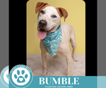 Small #1 Labrador Retriever Mix
