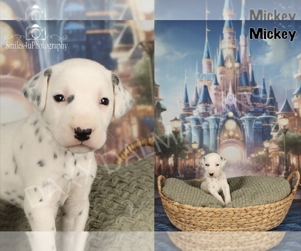 Medium Photo #5 Dalmatian Puppy For Sale in HIGHLAND, IL, USA