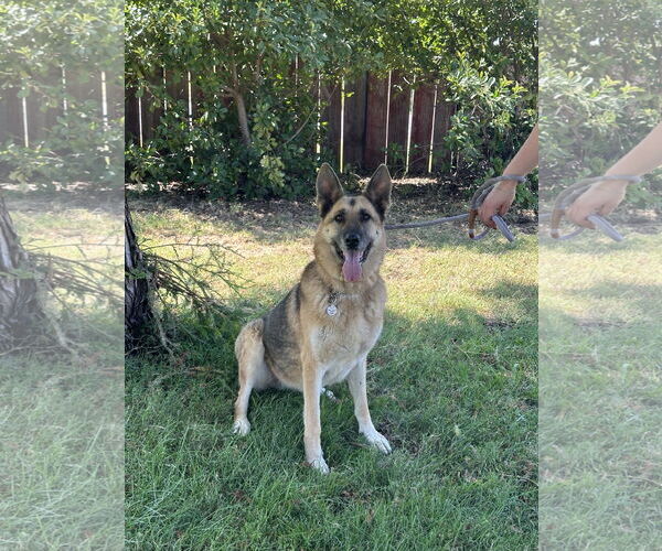 Medium Photo #4 German Shepherd Dog Puppy For Sale in Chico, CA, USA