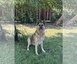Small #3 German Shepherd Dog