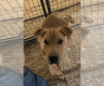 Small #2 Chinese Shar-Pei Mix