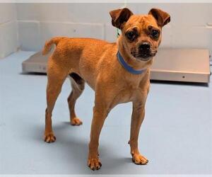 Chihuahua-Unknown Mix Dogs for adoption in Moreno Valley, CA, USA