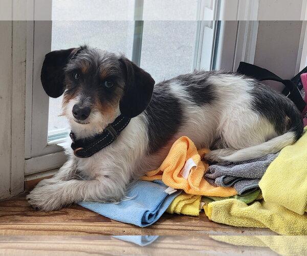 Medium Photo #1  Puppy For Sale in , 