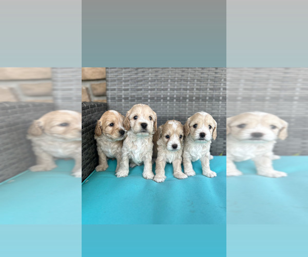 Medium Photo #1 Cock-A-Poo Puppy For Sale in MORRIS, MN, USA