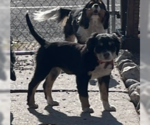 Small #3 Bernese Mountain Dog Mix