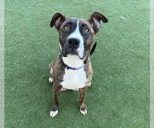 Mutt Dogs for adoption in Martinez, CA, USA