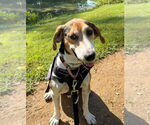 Small #5 Treeing Walker Coonhound Mix