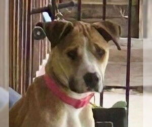 Mutt Dogs for adoption in Oceanside, CA, USA