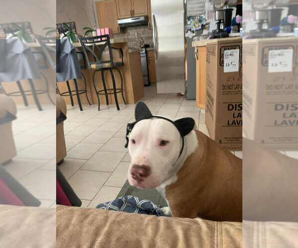 Medium Photo #3 American Pit Bull Terrier-Unknown Mix Puppy For Sale in Calgary, Alberta, Canada