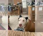 Small #2 American Pit Bull Terrier Mix
