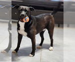Small #17 American Staffordshire Terrier Mix