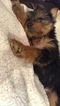 Small Photo #3 Yorkshire Terrier Puppy For Sale in SEATTLE, WA, USA