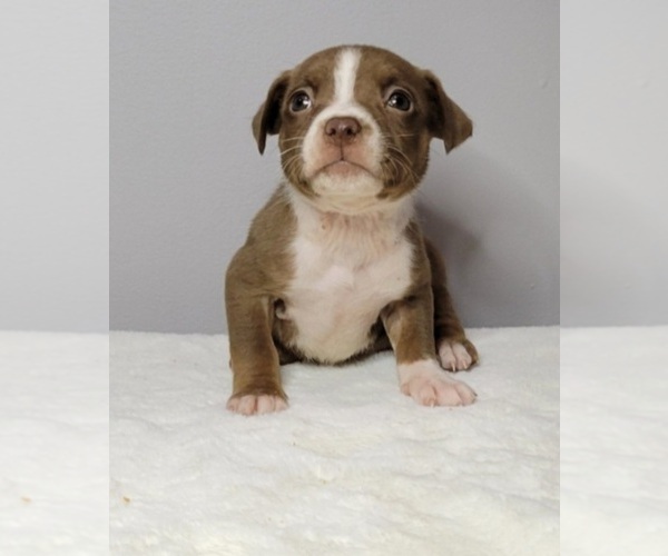 Medium Photo #2 American Pit Bull Terrier Puppy For Sale in CLEMSON, SC, USA