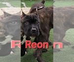 Puppy Reon America Bandogge Mastiff