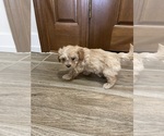 Small #9 Maltipoo