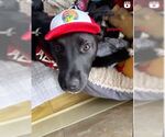 Small Labrador Retriever Mix