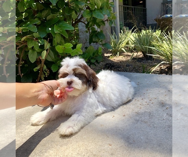 Medium Photo #11 Havanese Puppy For Sale in HOUSTON, TX, USA
