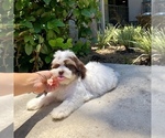 Small Photo #11 Havanese Puppy For Sale in HOUSTON, TX, USA