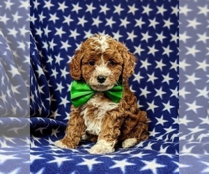 Cavapoo-Poodle (Toy) Mix Puppy for sale in RED LION, PA, USA