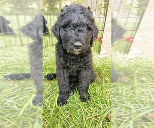 Goldendoodle-Poodle (Standard) Mix Puppy for sale in TIMPSON, TX, USA