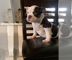 Small Photo #1 American Bully Puppy For Sale in MIAMI, FL, USA