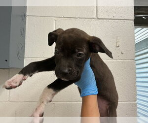 Mutt Dogs for adoption in San Bernardino, CA, USA
