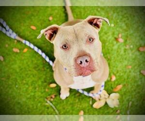 Mutt Dogs for adoption in Orlando, FL, USA