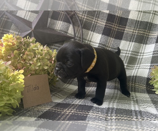 Medium Photo #2 Puggle Puppy For Sale in ELKTON, VA, USA