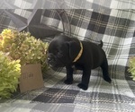 Small #1 Puggle