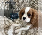 Small #2 Cavalier King Charles Spaniel