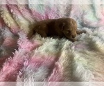 Small Photo #3 Golden Retriever Puppy For Sale in ALIQUIPPA, PA, USA