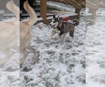 Small #16 Siberian Husky Mix