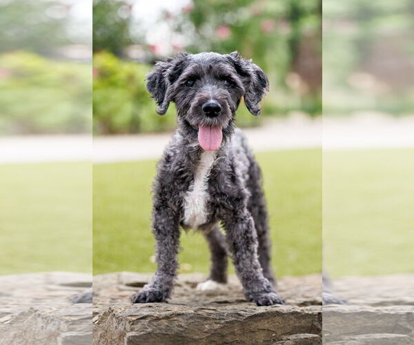 Medium Photo #1 Poodle (Miniature)-Unknown Mix Puppy For Sale in McKinney, TX, USA