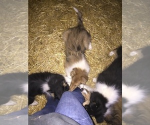 Collie Puppy for sale in FORT RECOVERY, OH, USA