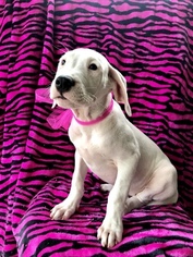 Dogo Argentino Puppy for sale in LANCASTER, PA, USA