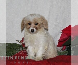 Cavachon Puppy for sale in RISING SUN, MD, USA