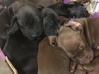 Small Photo #30 Vizsla-Weimaraner Mix Puppy For Sale in STANFORD, IL, USA