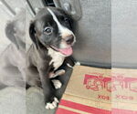 Small Labrador Retriever Mix