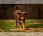 Small Photo #1 Labradoodle Puppy For Sale in DEEPWATER, MO, USA