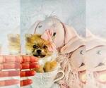 Small #6 Pomeranian