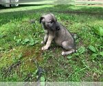 Small #10 Irish Wolfhound
