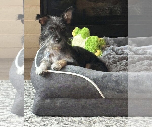 Medium Photo #2 Mutt Puppy For Sale in Littleton, CO, USA