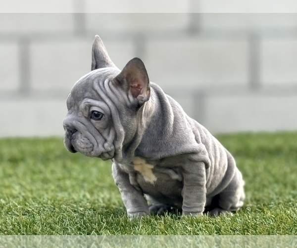 Medium Photo #9 French Bulldog Puppy For Sale in CHATTANOOGA, TN, USA