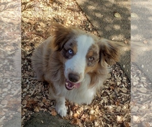 Australian Shepherd Dog for Adoption in DOWELLTOWN, Tennessee USA
