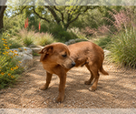 Small #1 Dachshund Mix
