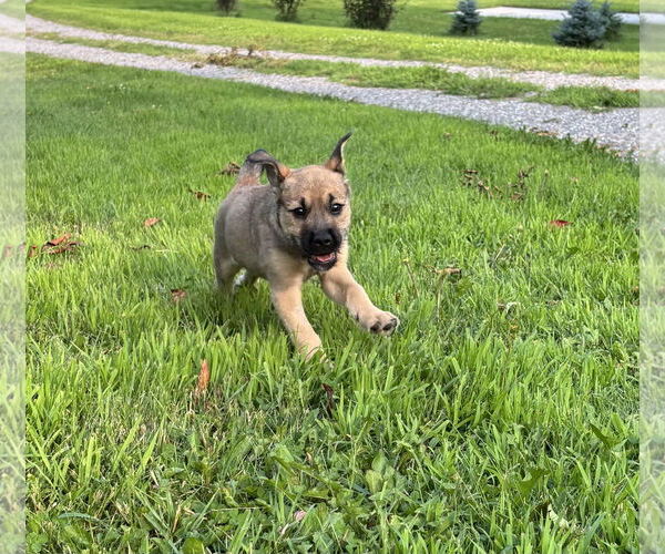 Medium Photo #8 Mutt Puppy For Sale in Brooklyn Center, MN, USA