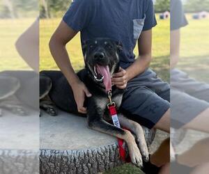 German Shepherd Dog-Unknown Mix Dogs for adoption in Baytown, TX, USA