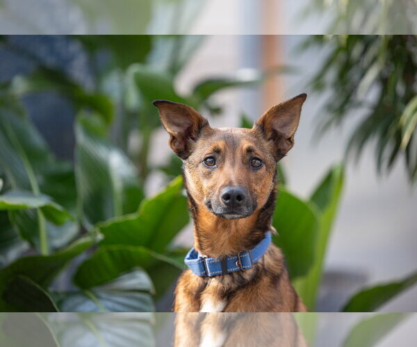 Medium Photo #7 German Shepherd Dog-Unknown Mix Puppy For Sale in Brooklyn Center, MN, USA