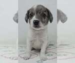 Small Australian Shepherd Mix