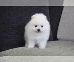 Small Photo #8 Pomeranian Puppy For Sale in CHICAGO, IL, USA